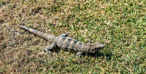 Iguana on the Yucatan Peninsula in Mexico