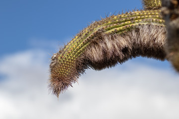 Cactus (espostoa guentheri) against the sky with clouds