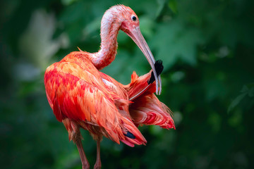  Scharlachsichler (Eudocimus ruber)