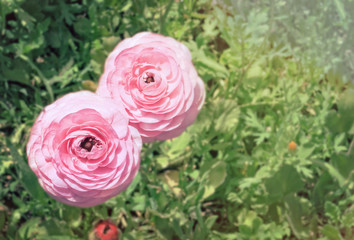 Pink beautiful ranunculus with copy space