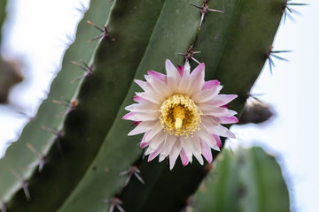 Blooming cactus (Polaskia Chende) flower