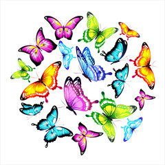 butterfly65