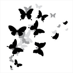 butterfly64