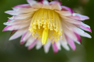 Blooming cactus (Polaskia Chende) flower