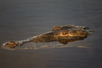 Crocodile