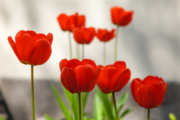 Obraz premium In spring, tulips grew and blossomed in parks and flower beds.