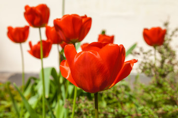In spring, tulips grew and blossomed in parks and flower beds.