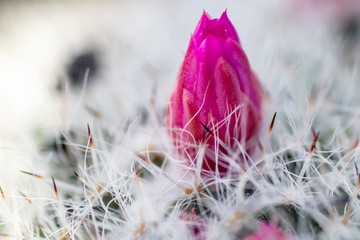 Cactus ( Mammillaria Haageana ) flower © w1d