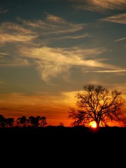 Sunset Behind Oak Tree