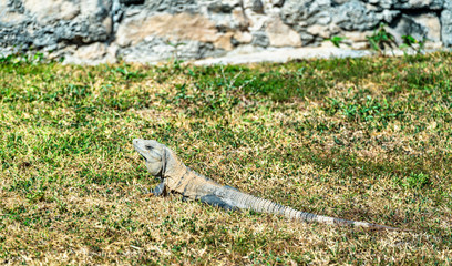 Iguana on the Yucatan Peninsula in Mexico