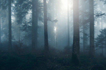 Dense fog in morning sunny forest tree landscape.