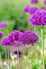 Blühender Zierlauch, Allium