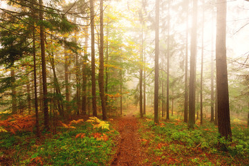 Beautiful foggy misty autumn season colored forest leaves with single path.