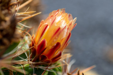 Fototapeta na wymiar Blooming Ferocactus Robustus flower. Closeup. Blurry background