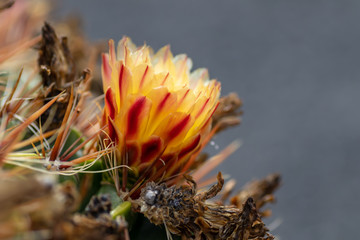 Blooming Ferocactus Robustus flower. Closeup. Blurry background