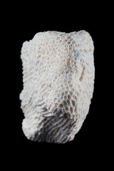 coral fossil