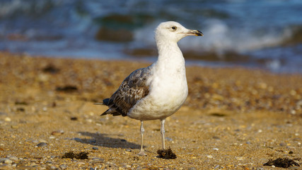 Yellow-Legged Gull Breeding Looking Right