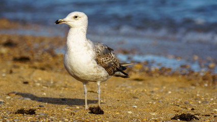 Yellow-Legged Gull Breeding Seashore