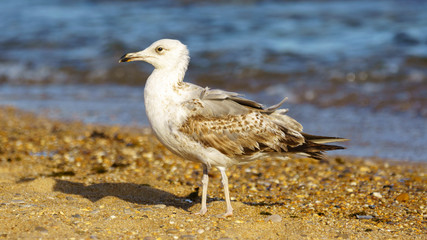Yellow-Legged Gull Breeding Looking Left