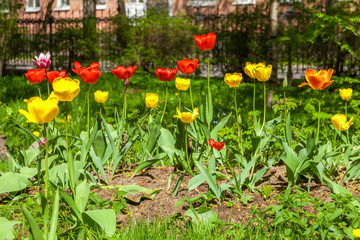 Fototapeta premium In spring, tulips grew and blossomed in parks and flower beds.