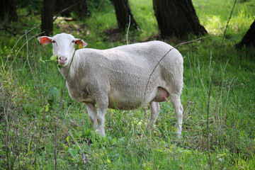 Naklejka premium sheep eating plants on a meadow, hundred year old oak trees as a background