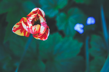 Tulipe bicolore dans le jardin en macro