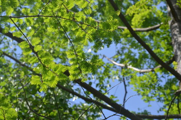 Fototapeta na wymiar Zweige des Mammutbaumes - Metasequoia glyptostroboides, Sumpfzypressengewächse