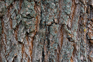 background texture of tree trunk. Pine