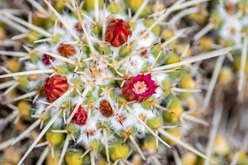 Red cactus flower