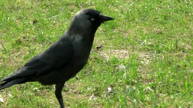 Jackdaw wild in the grass. Life of wild birds in the city.  