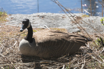 bernache qui couve a coté d'un lac