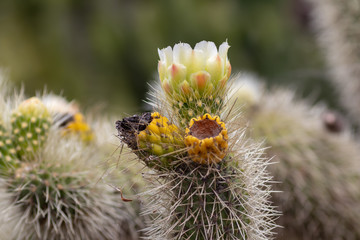 Сactus flower (opuntia bigelovii)