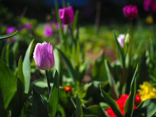 spring flowers in the garden.