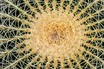 Golden Barrel Cactus close up. Echinocactus Grusonii.