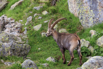 Ibex, Range of Mont Blanc, France