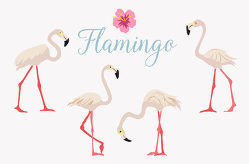 Cartoon pink flamingo vector set Cute flamingos collection Flamingo character animal exotic nature wild fauna.