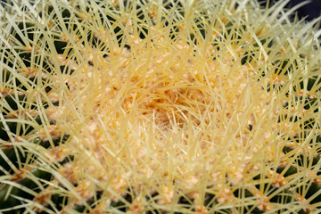 Golden Barrel Cactus close up.