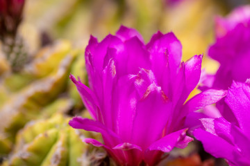Pink Cactus Flower
