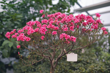 Pink and red Azalea flowers blooming indoors in Botanical Garden in spring