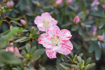 White and pink Azalea flowers blooming indoors in Botanical Garden in spring