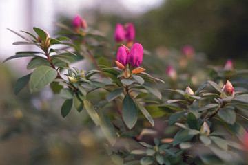 Violet Azalea flowers blooming indoors in Botanical Garden in spring
