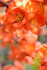 Japanese quince covered with orange flowers