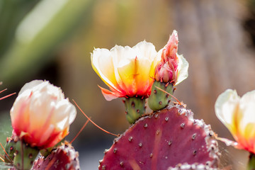 Cactus (opuntia macrocentra) flower © w1d