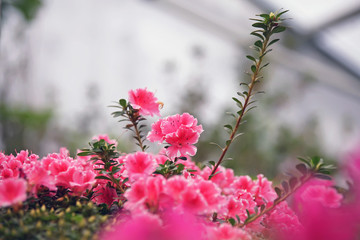 Pink and white Azalea flowers blooming indoors in Botanical Garden in spring