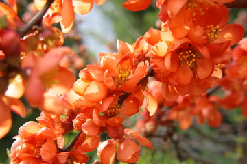 Japanese quince covered with orange flowers