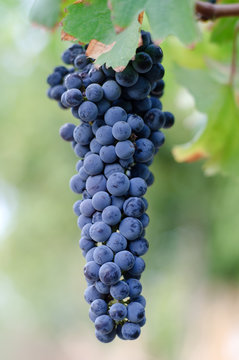 Cabernet-syrah 2
