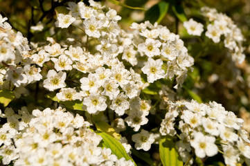 Small ornamental cherry flowers in the sun