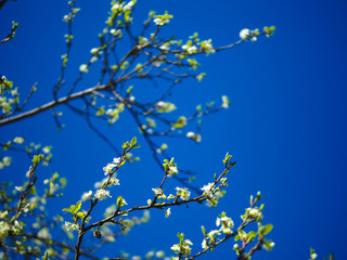branches of tree against the sky.