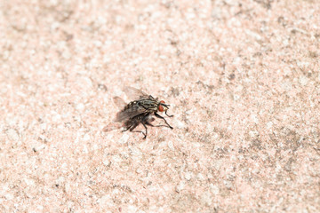 Flesh fly 1