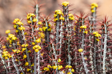 Exotic flower mini cactus